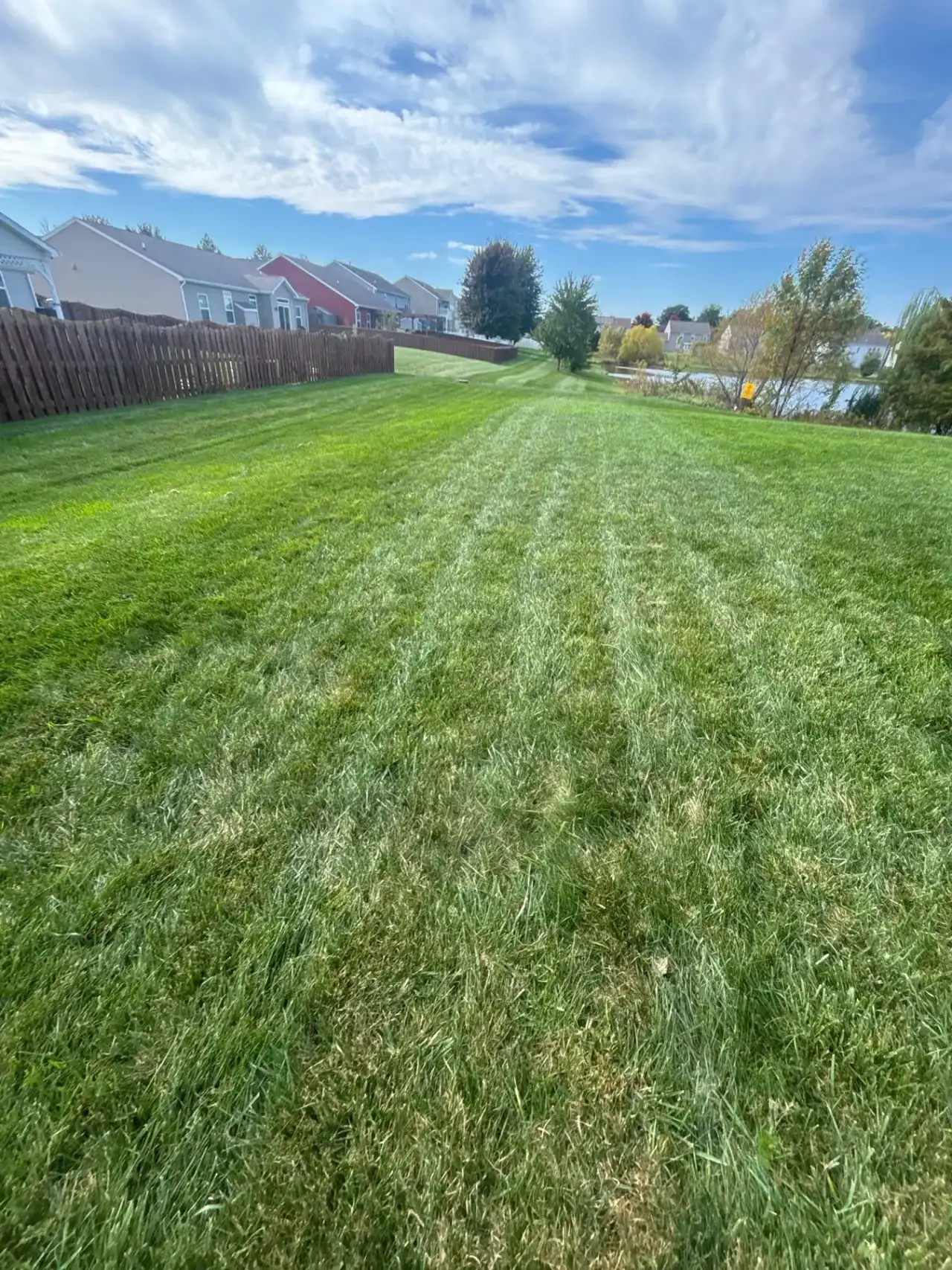 Striped backyard lawn along a wooden privacy fence in West Lafayette, Indiana