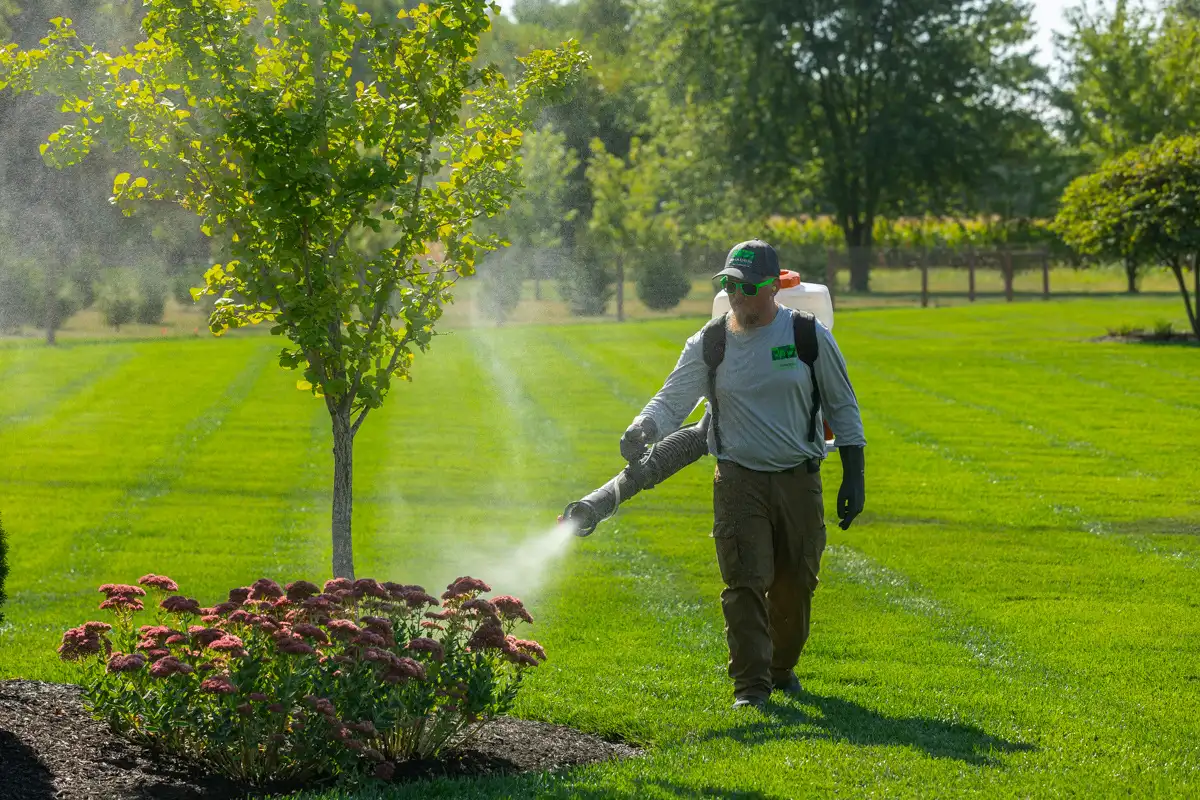 Technician with a backpack mister fogging a flower bed and young tree for mosquitoes