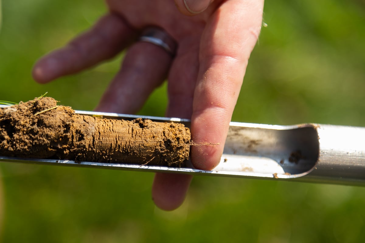 closeup image of a soil plug