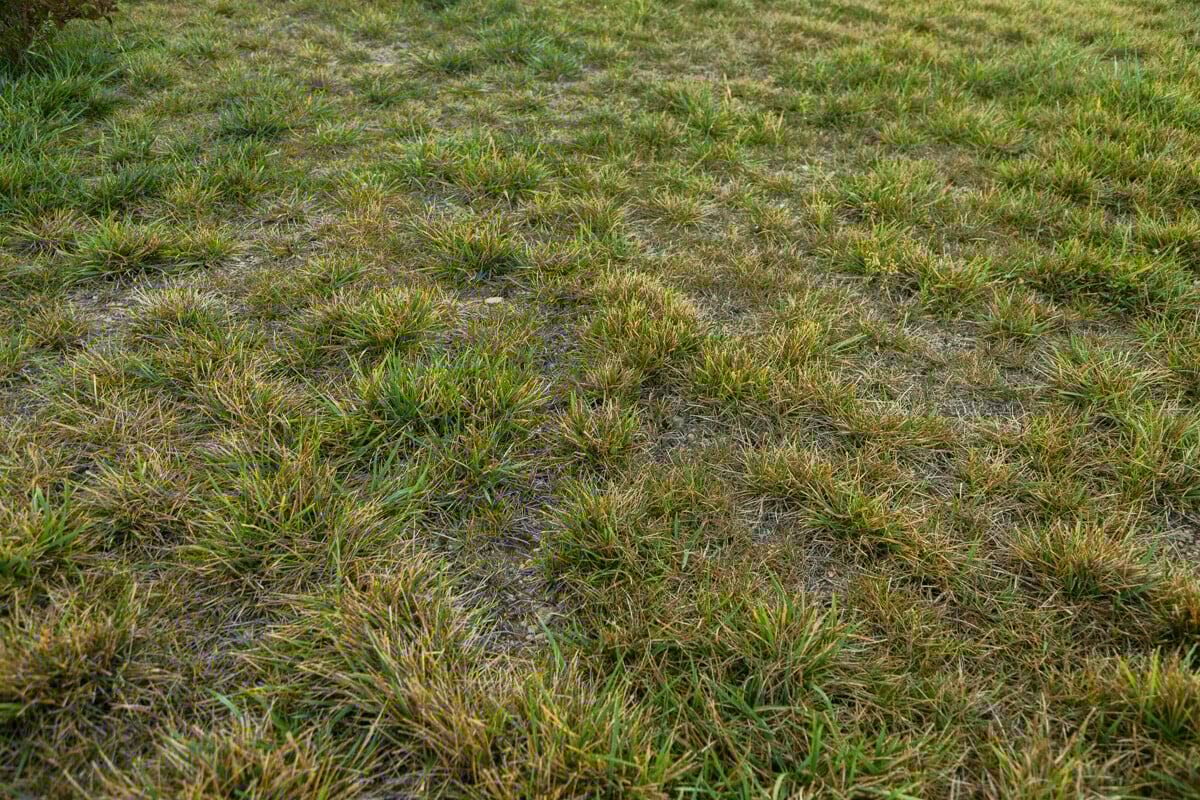 thin turf and brown patches are a common side effect of lawn bugs that kill grass