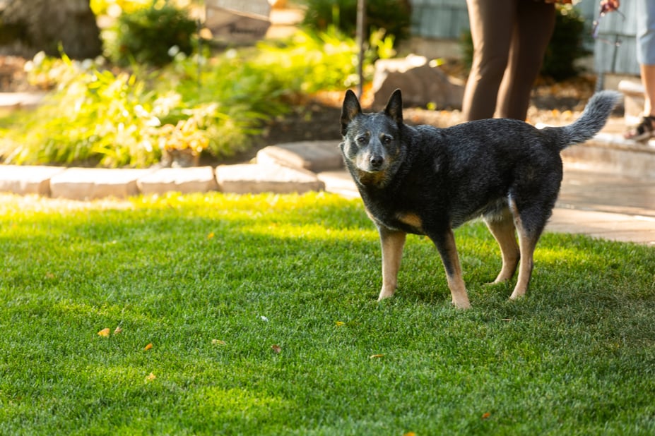 dog standing in green grass