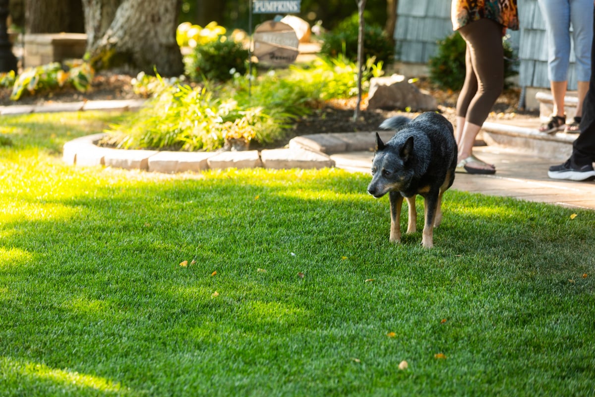 dog playing in the grass