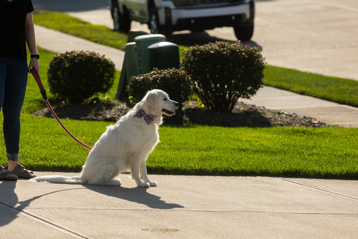 dog on a leash sitting in a driveway by grass