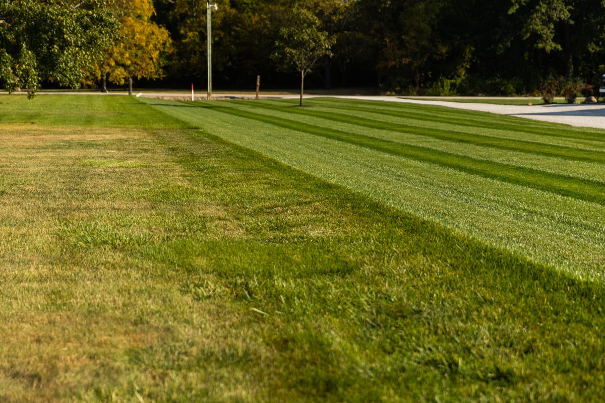 you can see the difference between a well-taken care of lawn and a neglected on