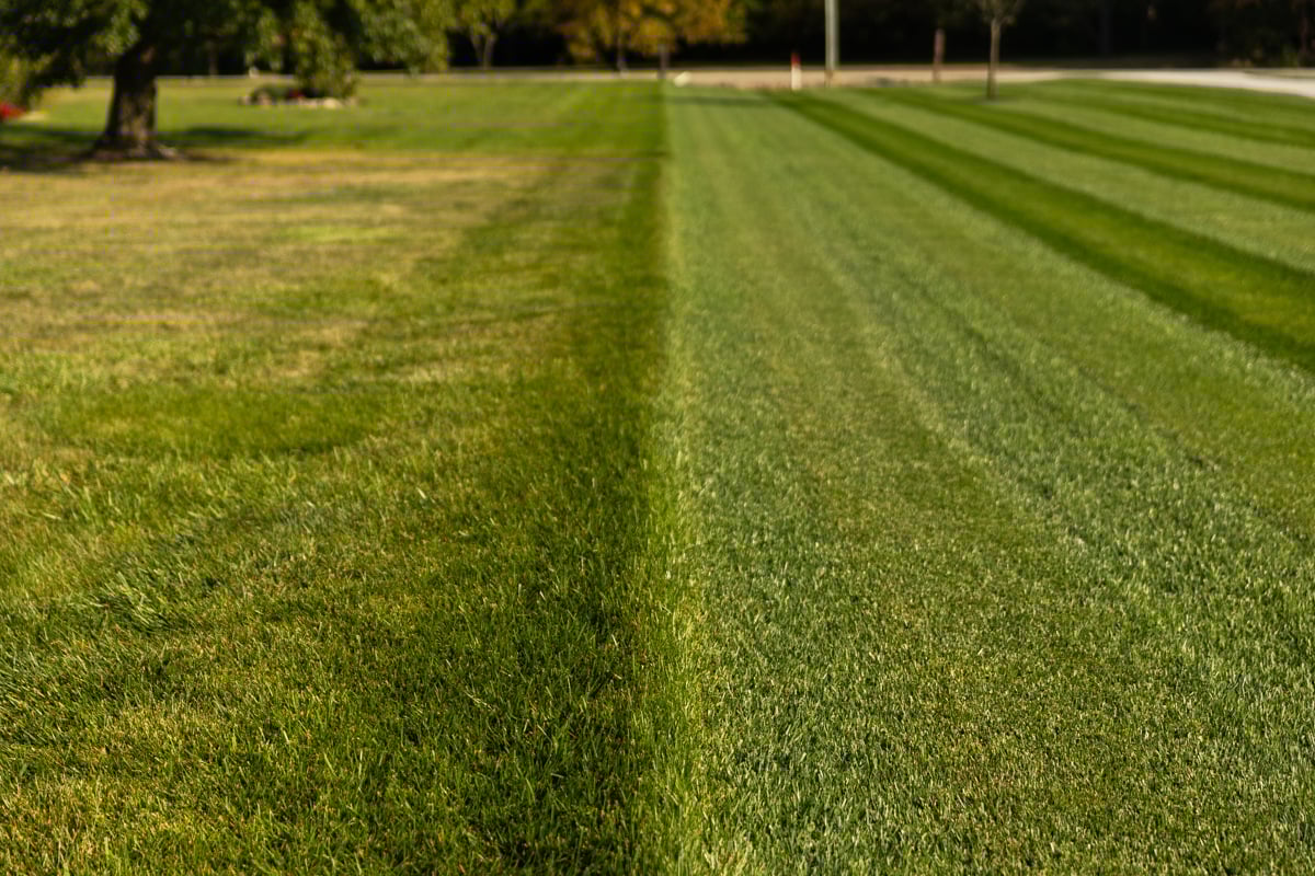 DIY vs Professional Lawn Care Results