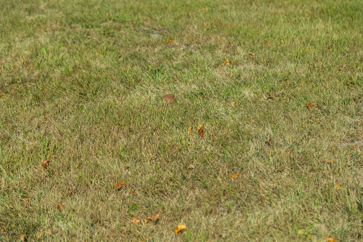 unchecked lawn pests can lead to an unhealthy and unpleasant yard