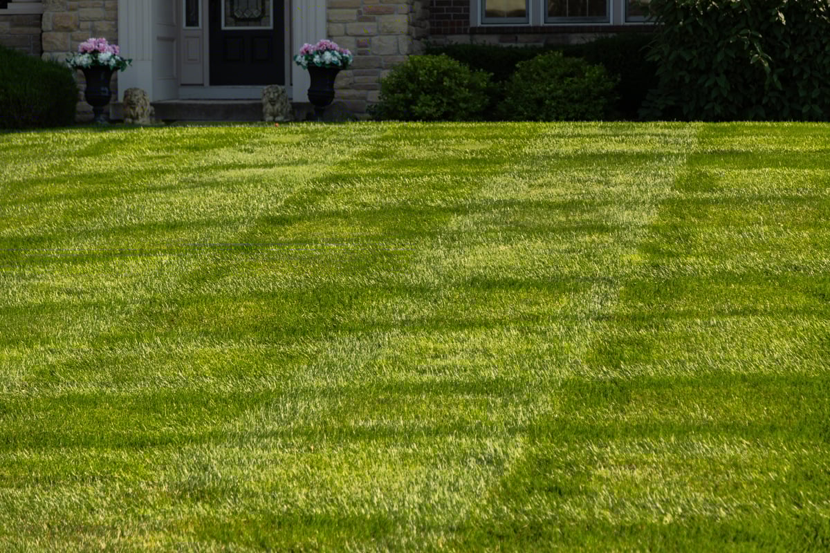 a lawn of Turf-Type Tall Fescue that has been well maintained in Indiana