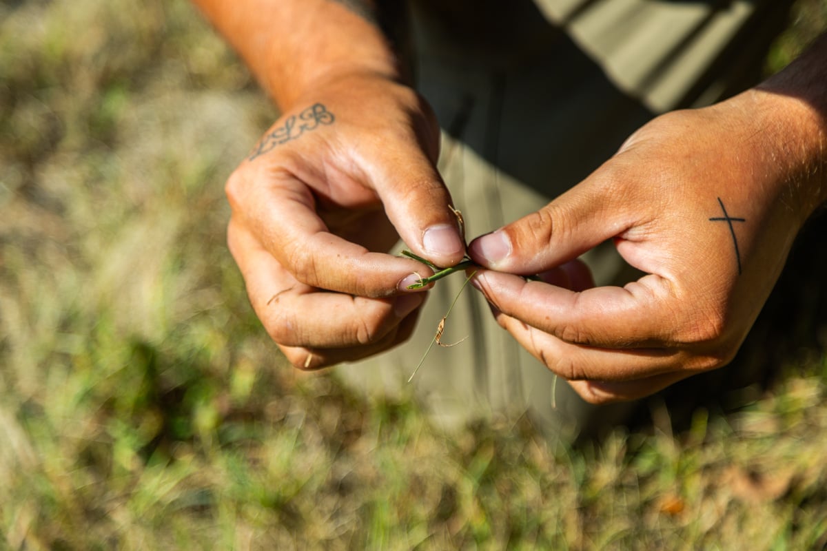 inspecting grass blade for lawn disease