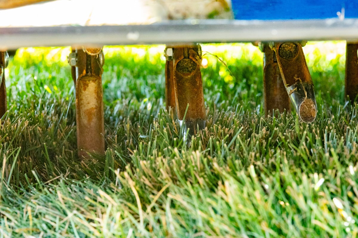 close up of mechanical aeration pulling soil plugs, or cores