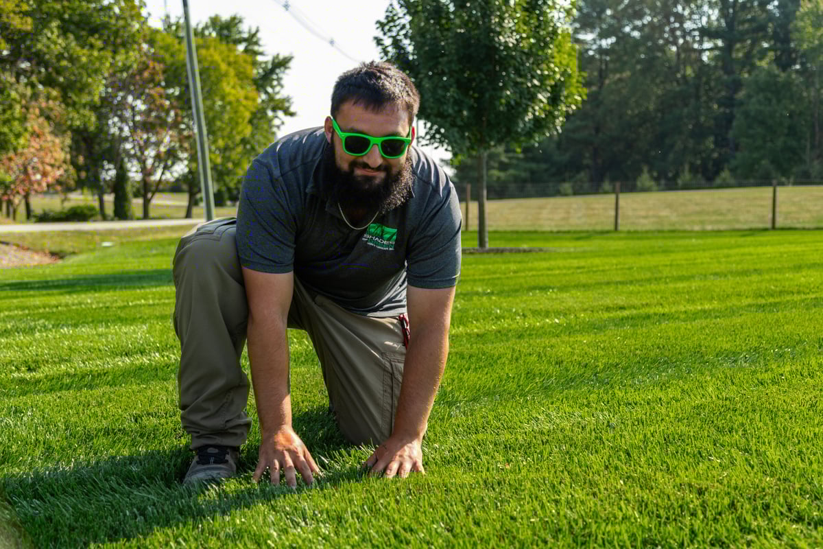 inspecting grass for the correct fertilizer