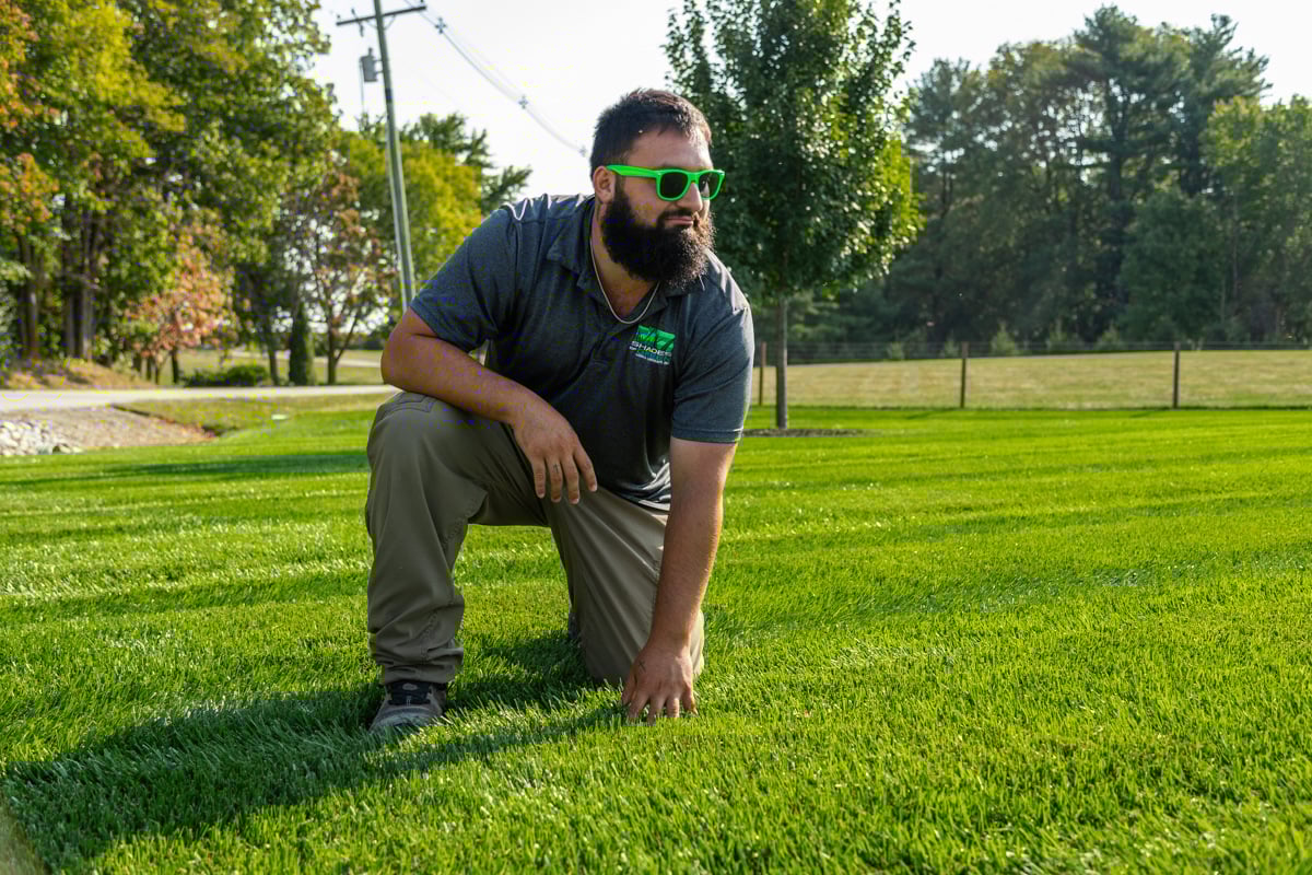 lawn care tech inspecting a healthy, lawn pest-free yard