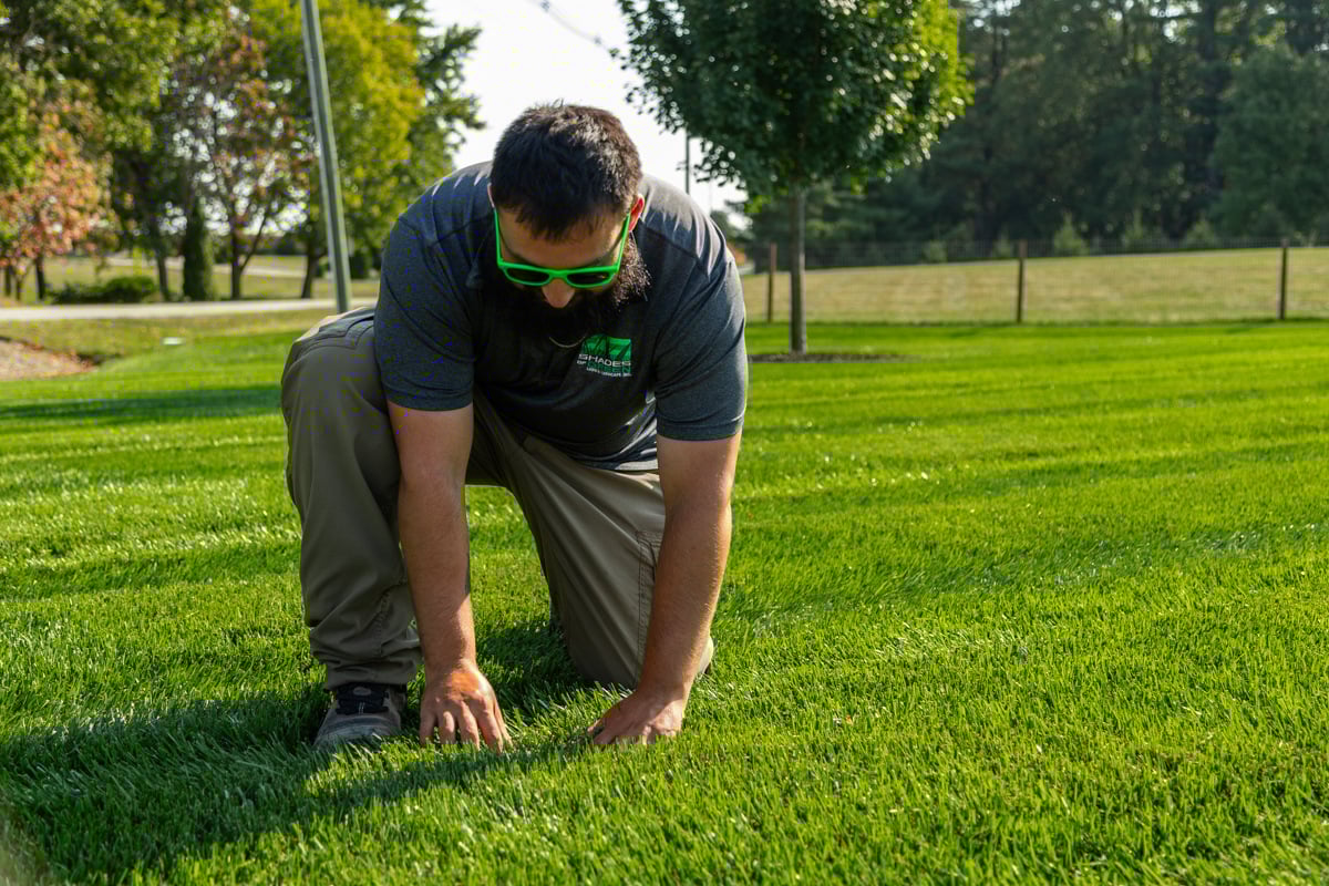 lawn care technician inspecting grass to ensure it is receiving proper care