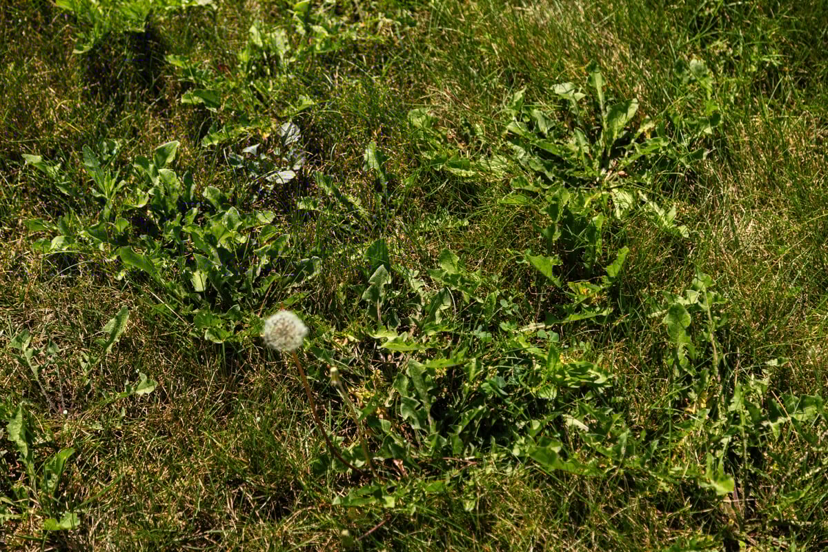 weeds can dominate your grass if left uncontrolled