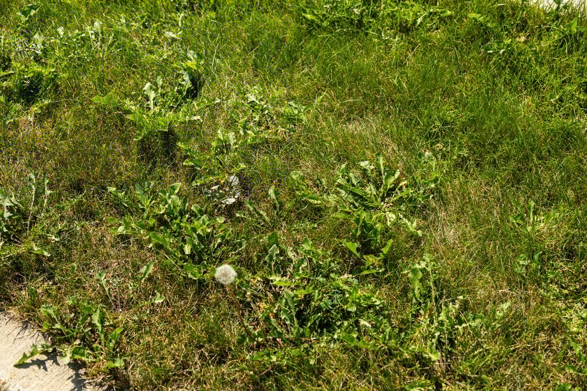 weeds in lawn overtaking grass