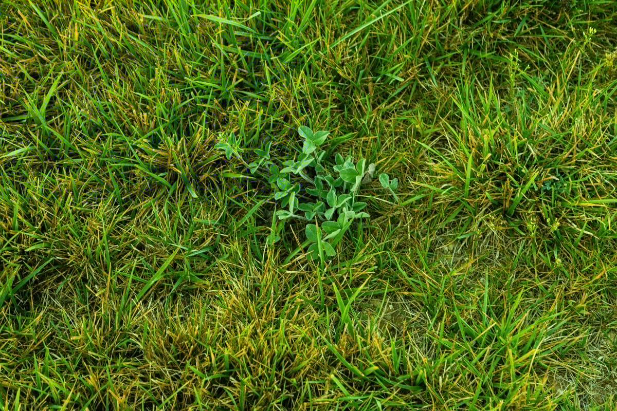 weed growing in the grass