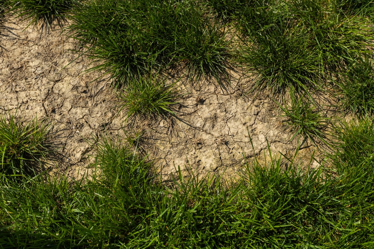 dry, cracked soil leading to dead grass and bare patches