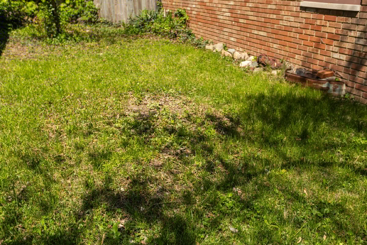 bare patches in the grass can be fixed in part with overseeding