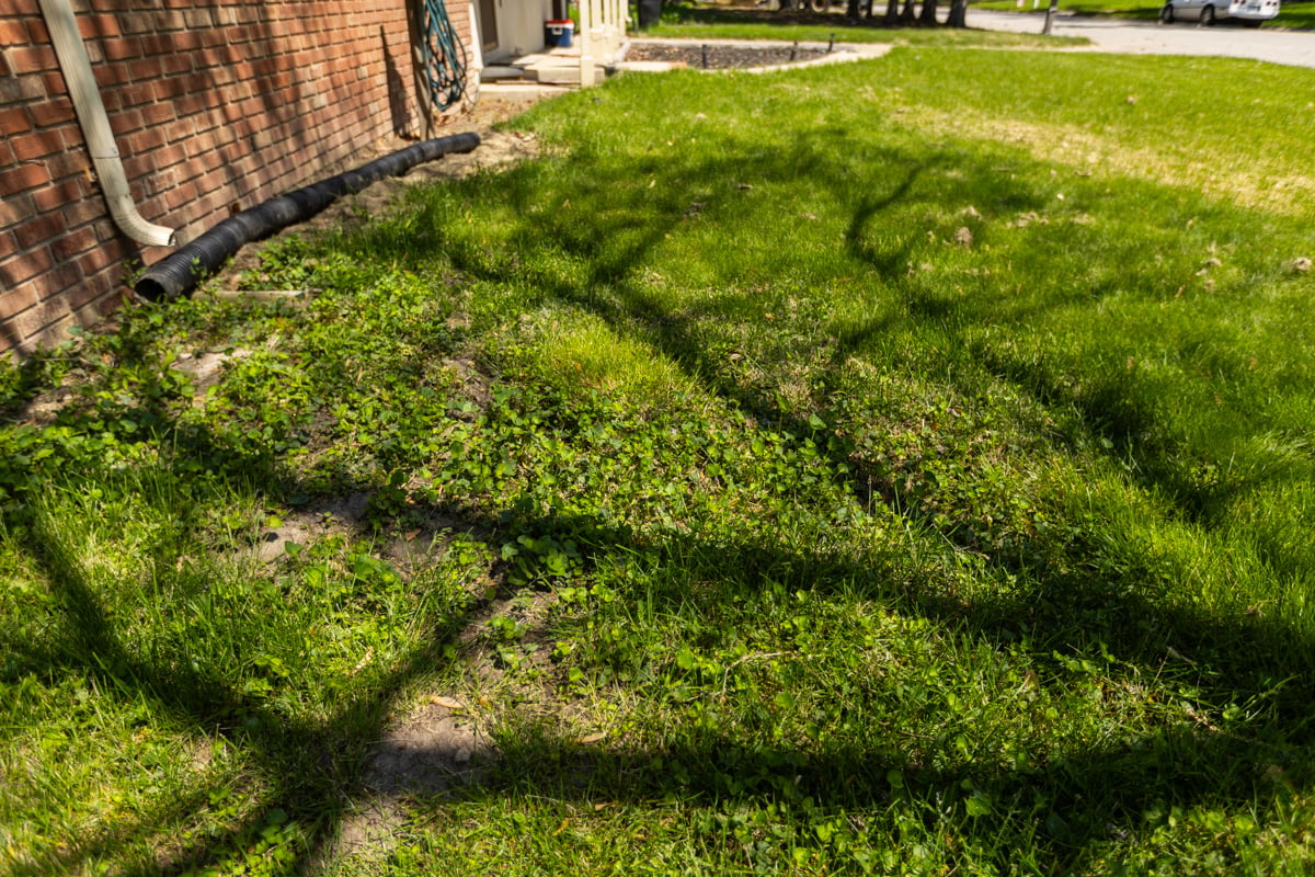 patchy and weed-ridden grass in shade