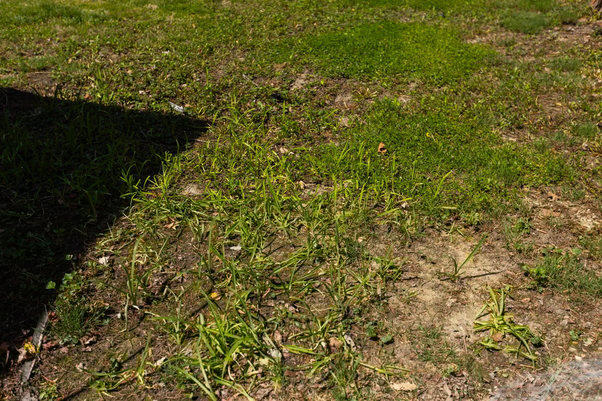 bare patches like this may indicate compacted soil