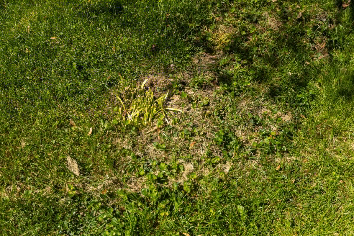 grass being overtaken by weeds