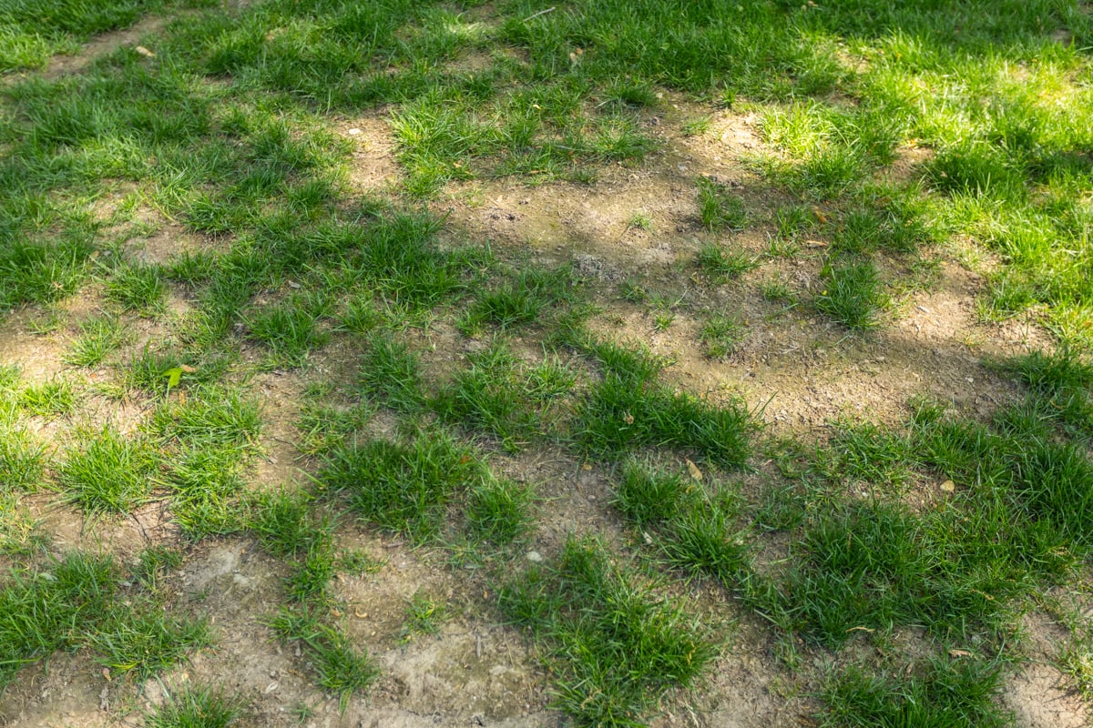patchy grass can be a common sight for Indiana lawns without proper lawn care