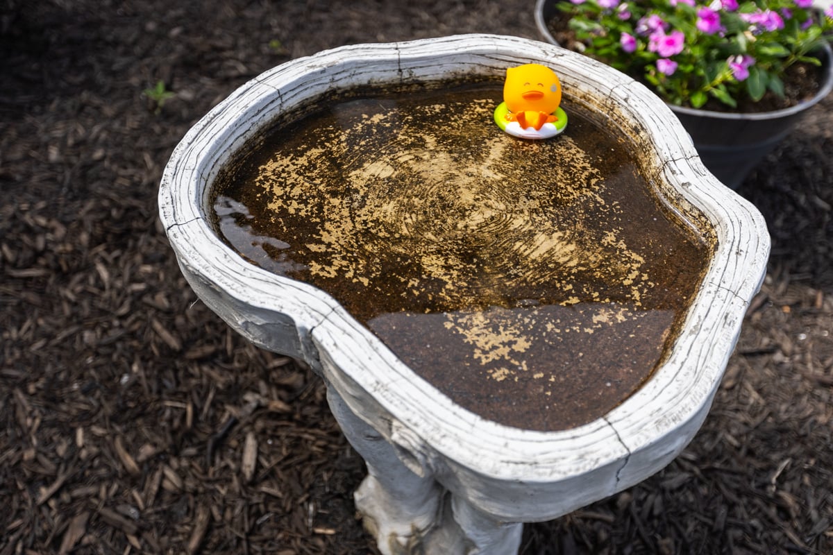 standing water like in a bird bath are easy breeding grounds for mosquitoes