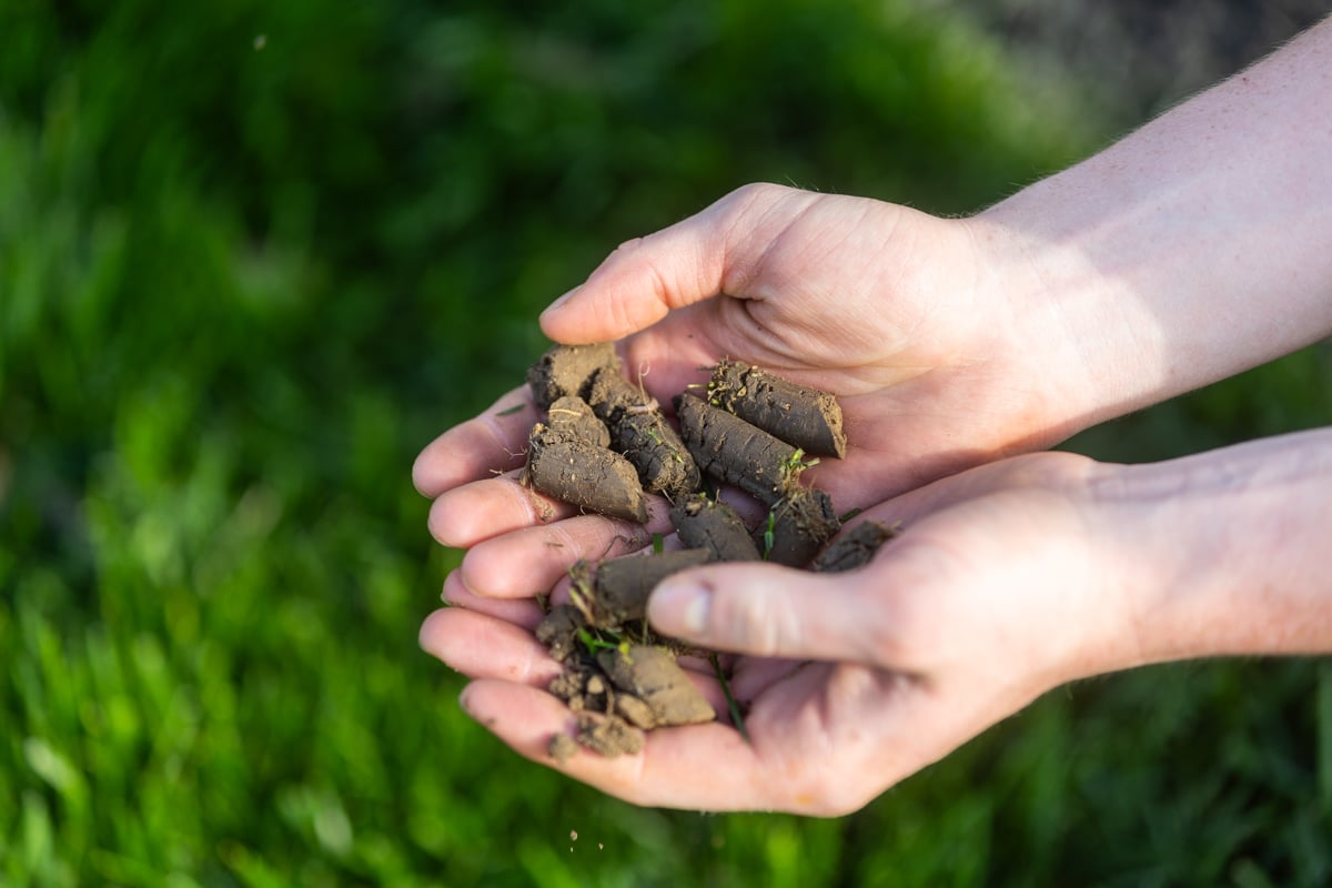 core aeration soil plugs