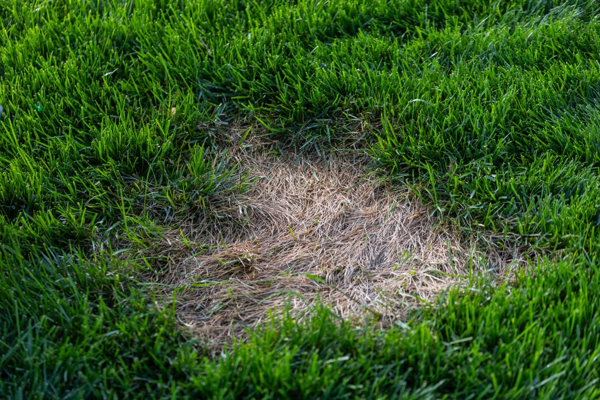 a dead patch of grass due to a common lawn problem