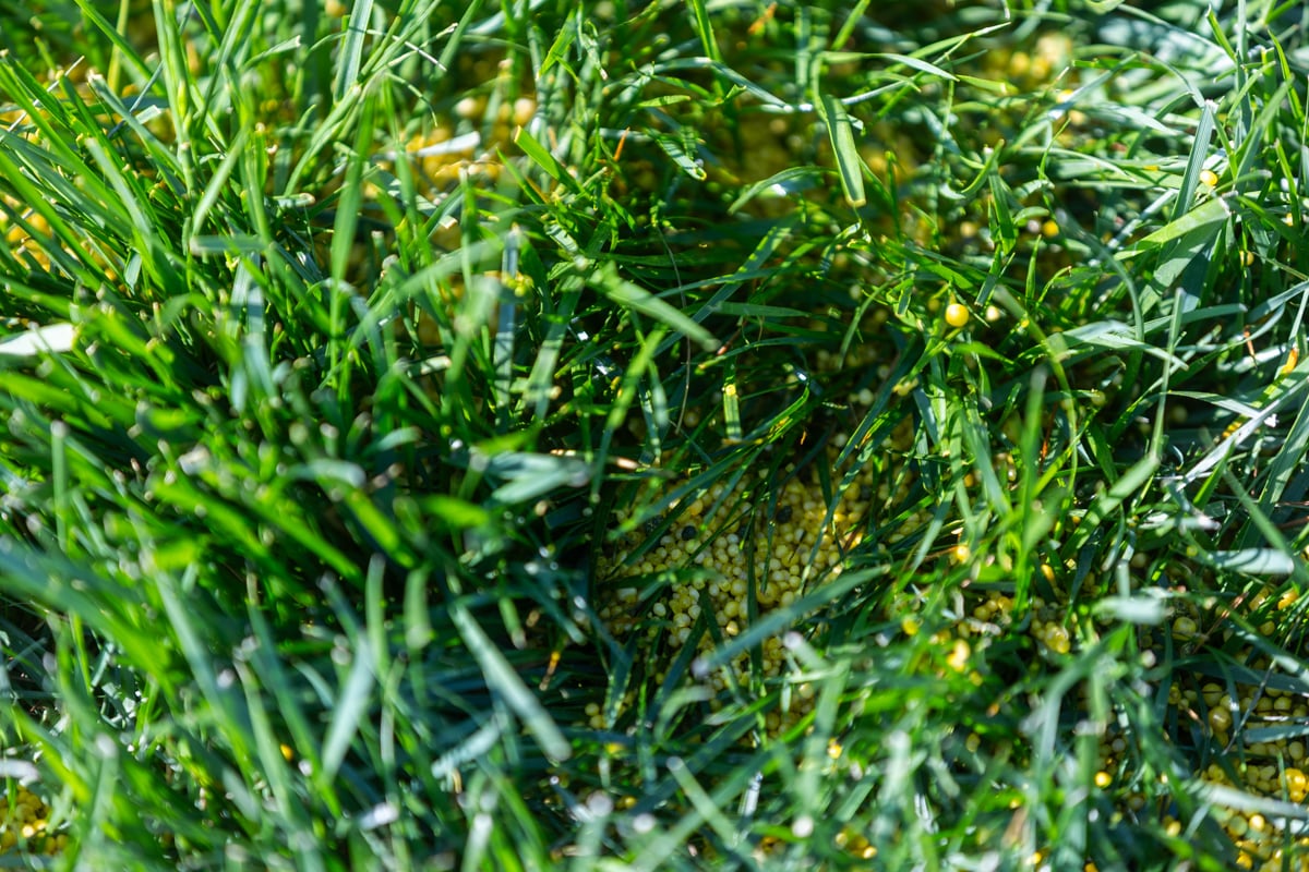 excess nitrogen fertilizer in the summer can create conditions favorable for brown patch lawn disease
