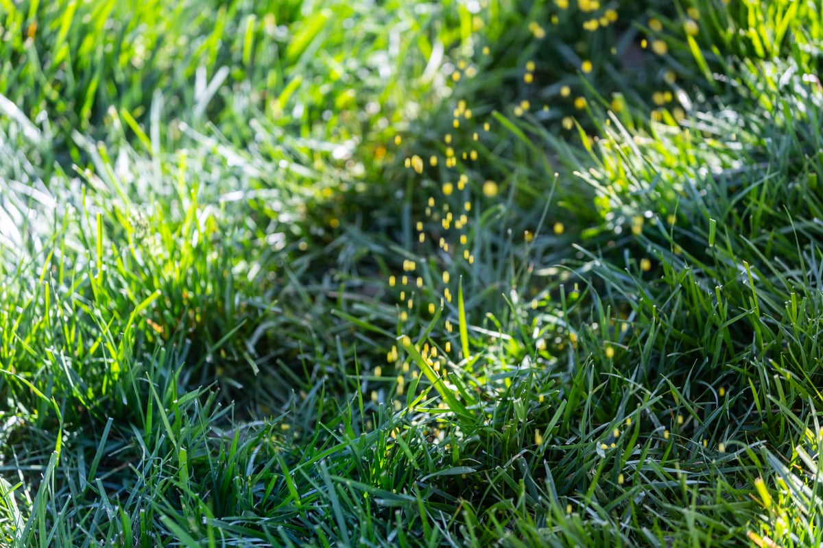 fertilizer doesn't get absorbed into the soil as effectively if it is compacted