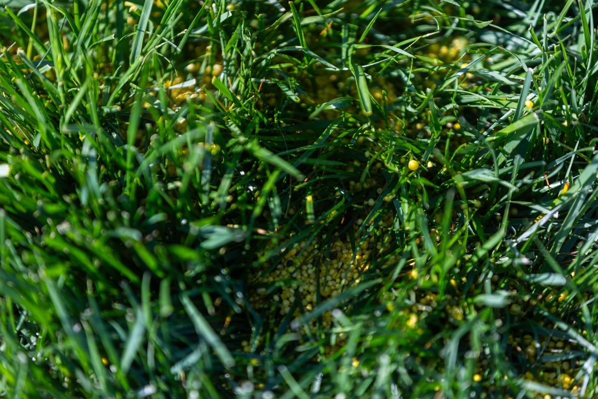 granular fertilizer sitting in the grass