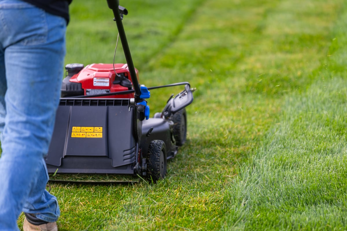 cut no more than one third of the grass blade at a time