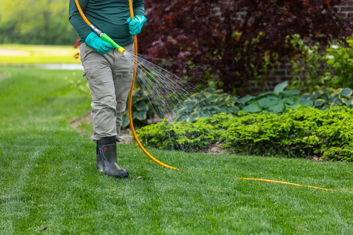 chinch bugs can be prevented along with other grass-eating insects