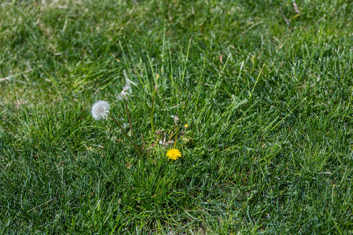 weeds like dandelions grow better in shorter grass