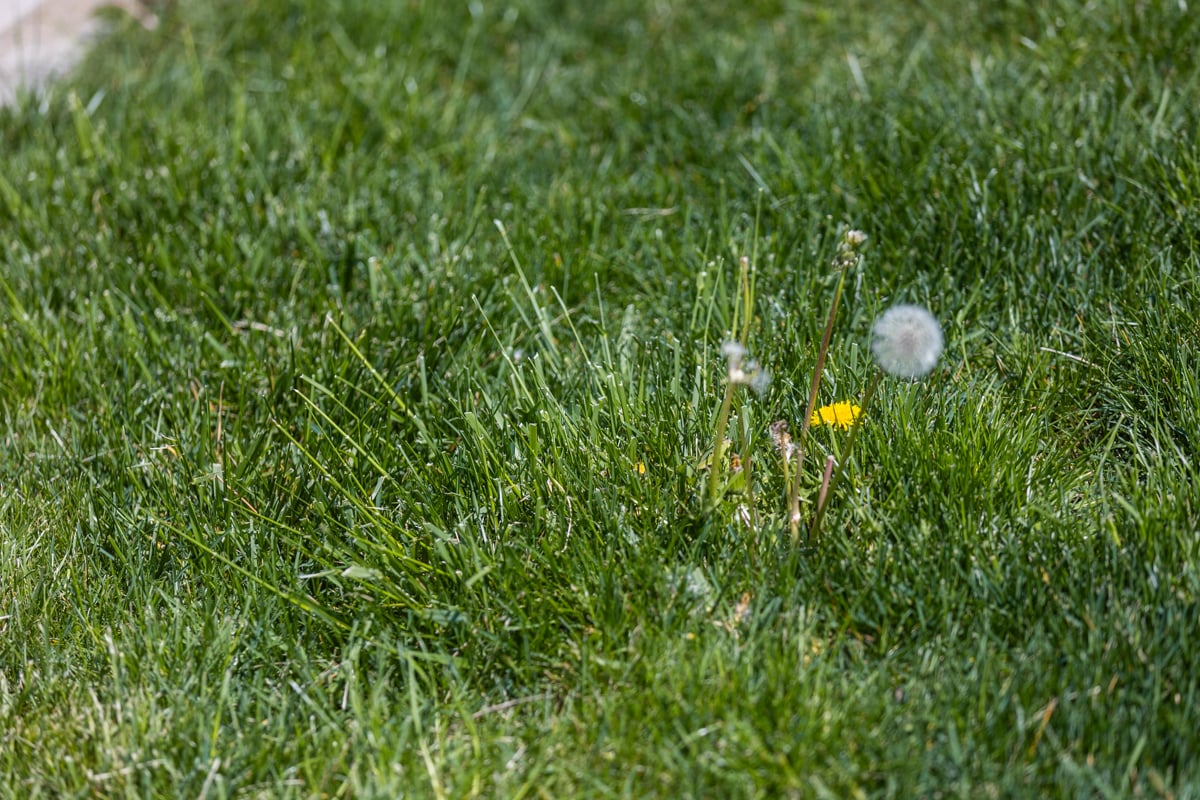 mulching weeds in your grass can lead to the spreading of seeds