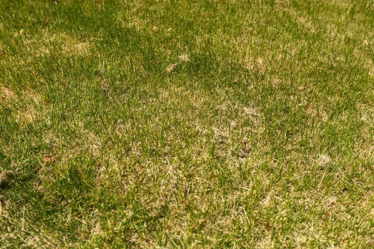 yellowing grass showing signs of lawn stress