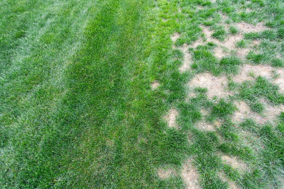 chinch bugs can be found where damaged grass meets healthy grass