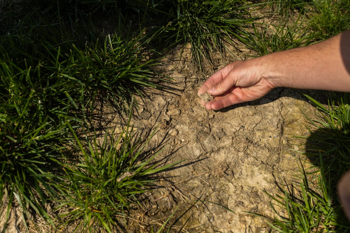 inspecting bare patch of soil to diagnose why grass isn't growing