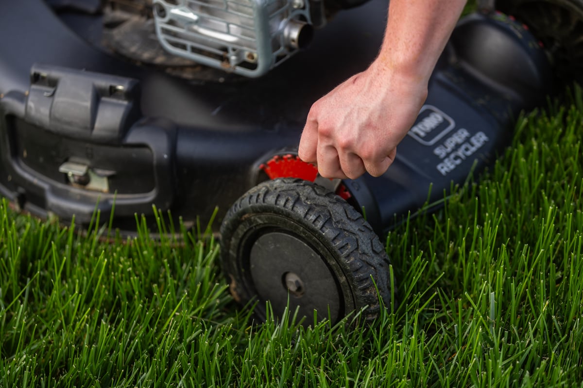 adjust your mower to maintain 3 inches of grass blade height