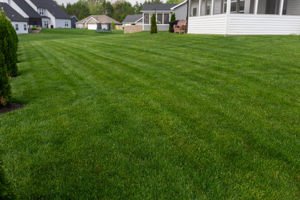 healthy Indiana grass
