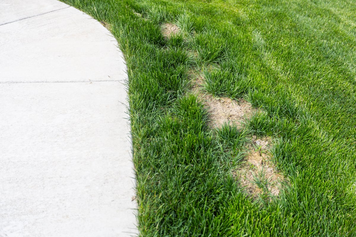 bare patches in the grass next to a sidewalk
