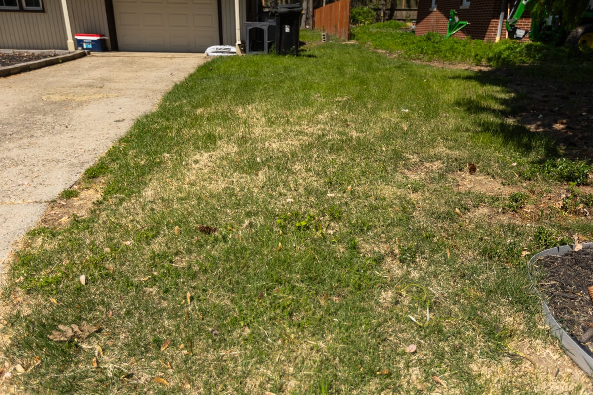 brown and dying spots in a lawn