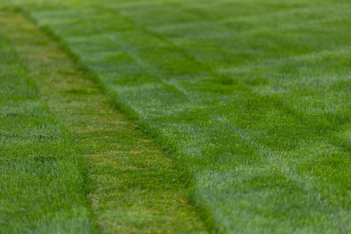 tall grass with a mow line going through it