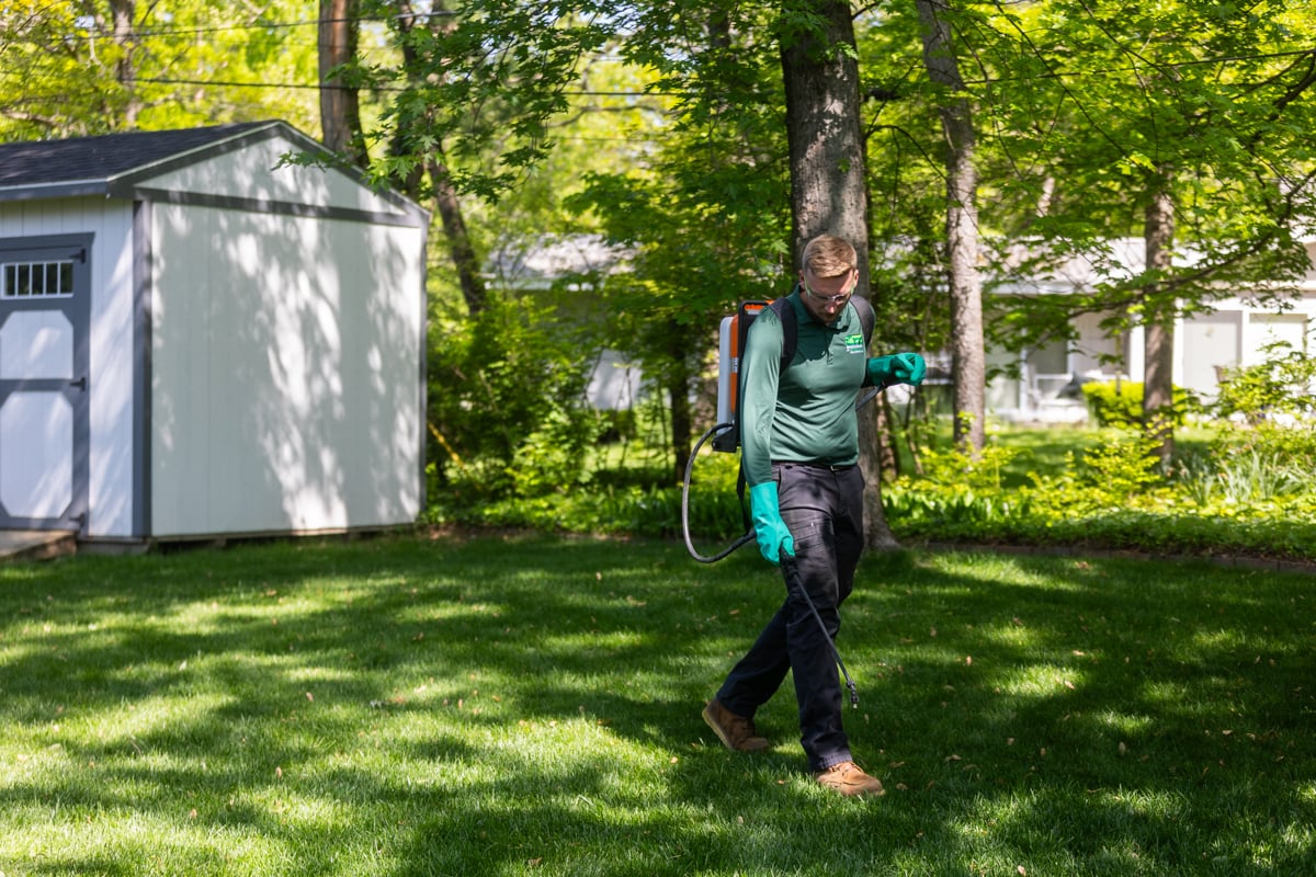 lawn care tech inspecting a lawn for weeds to spot spray