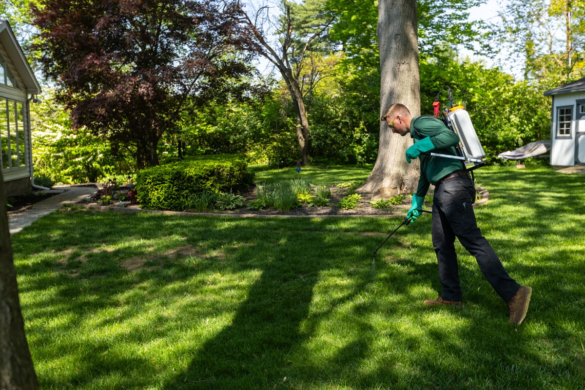 nutsedge weed control application