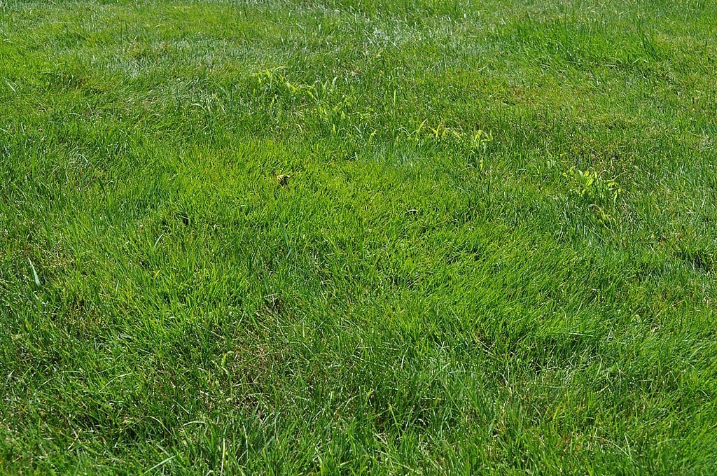 annual bluegrass can blend into your lawn
