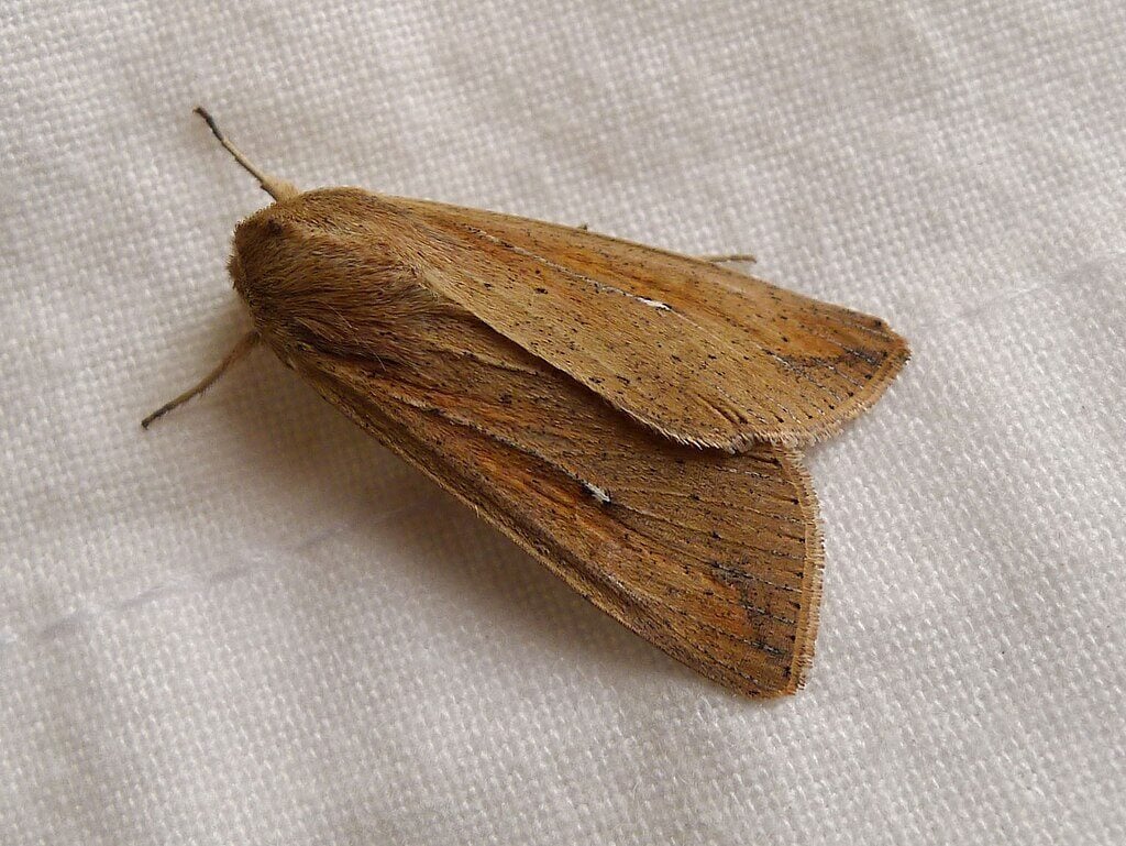 a mature armyworm moth with signature white spots