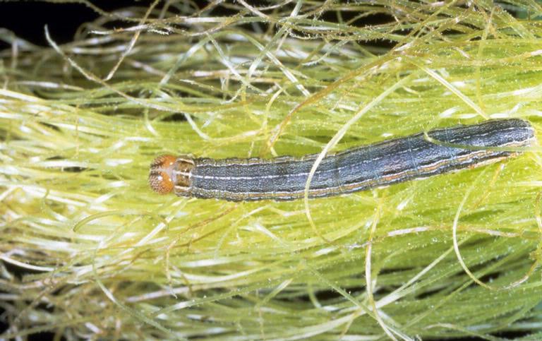 armyworm larvae crawling through grass