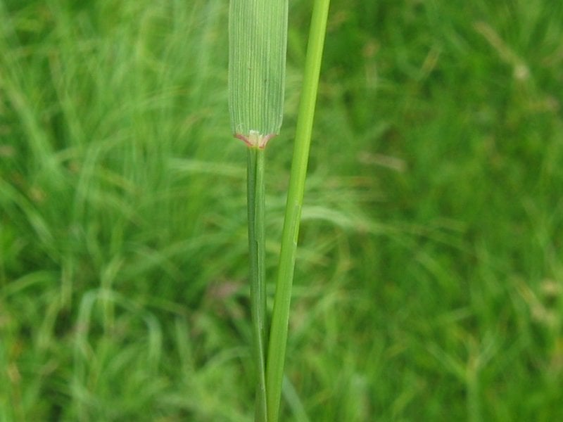 bentgrass Blade