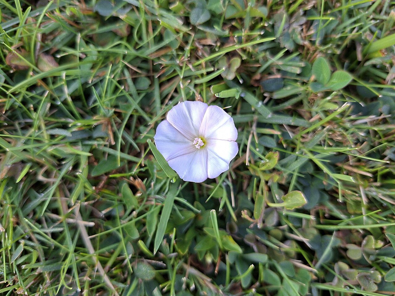 bindweed flower in lawn